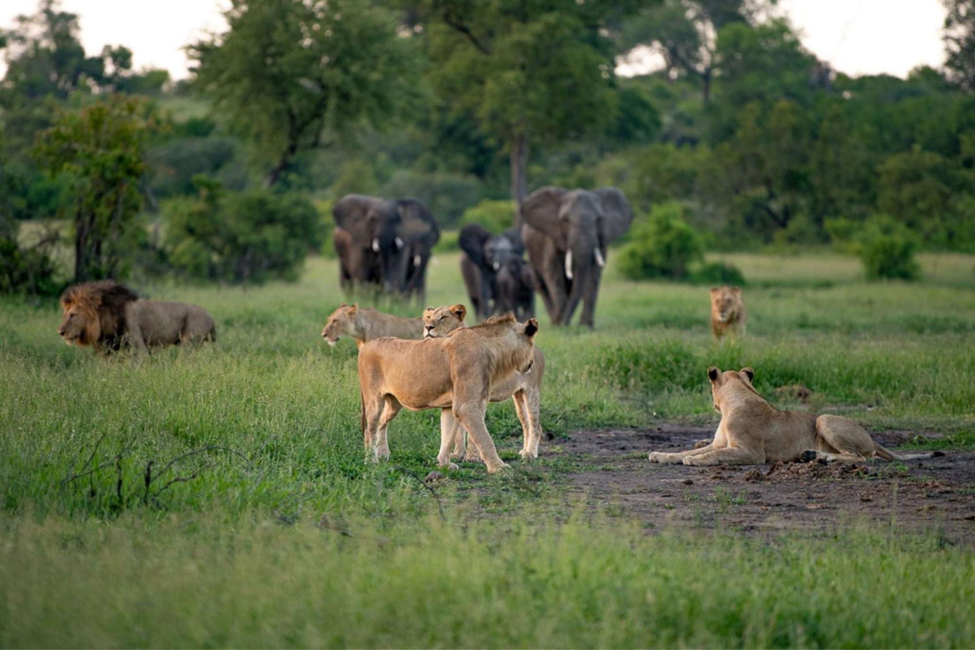Leopard Sands Kruger Park Skukuza Bagian luar foto