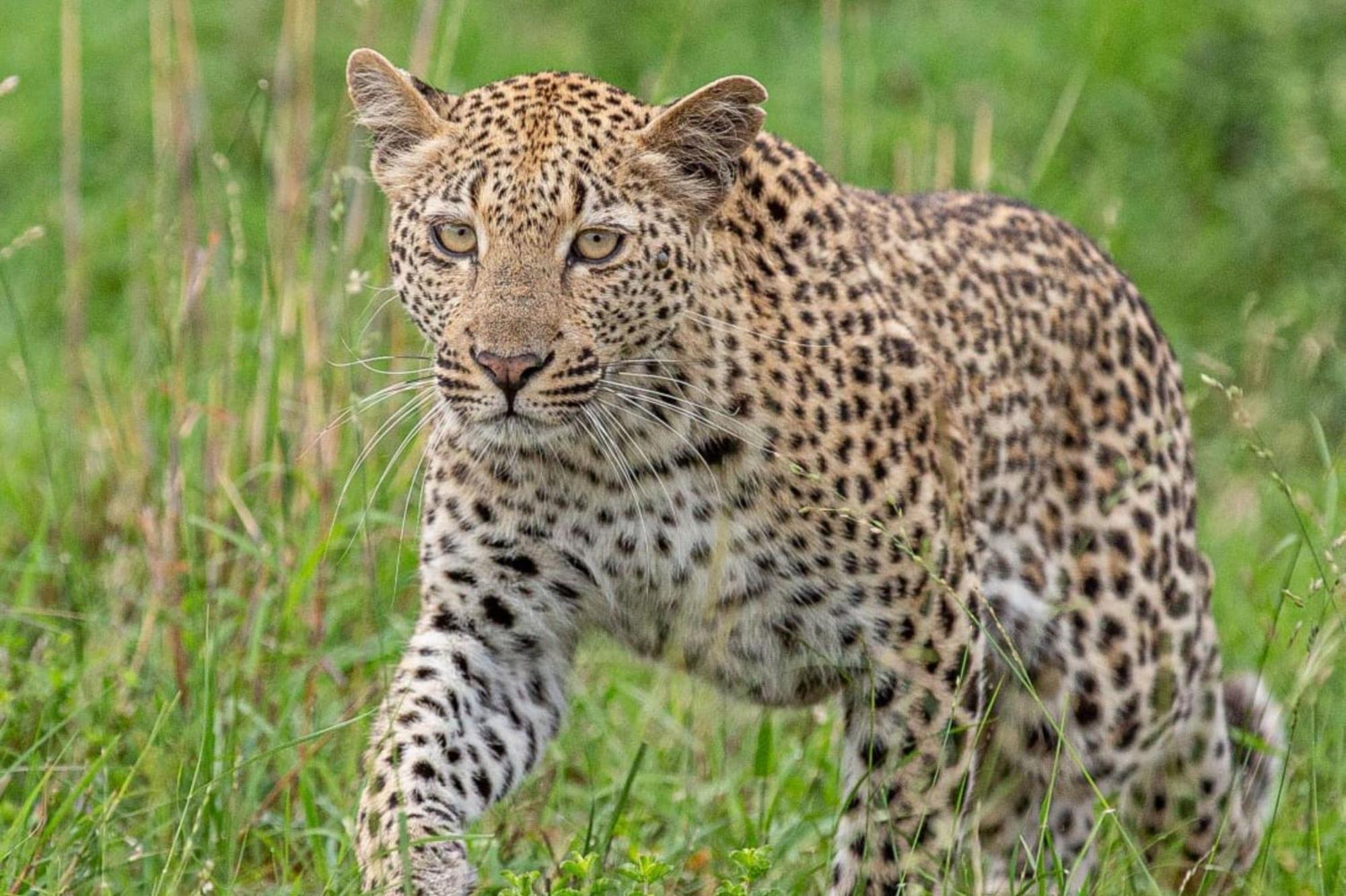 Leopard Sands Kruger Park Skukuza Bagian luar foto