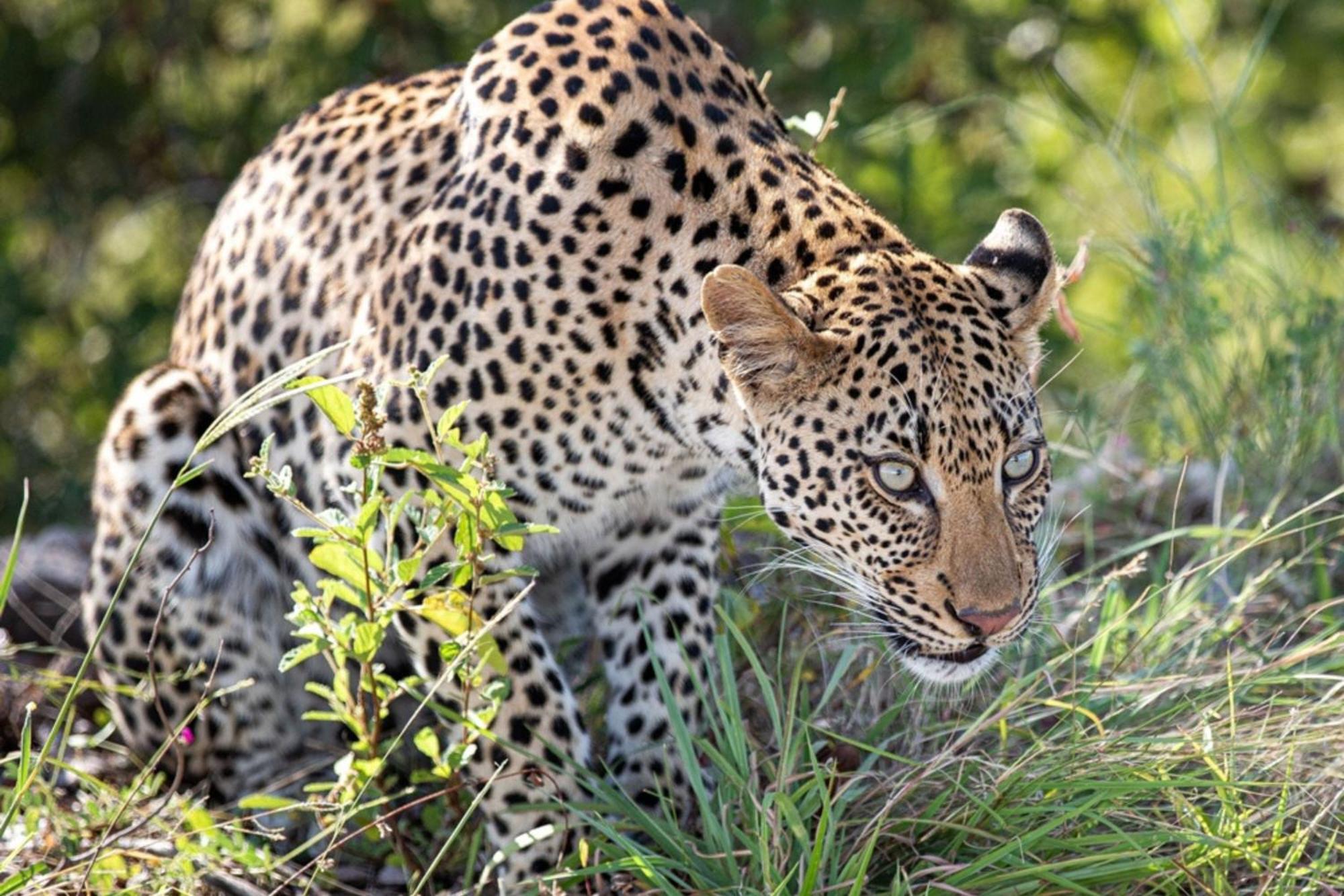 Leopard Sands Kruger Park Skukuza Bagian luar foto